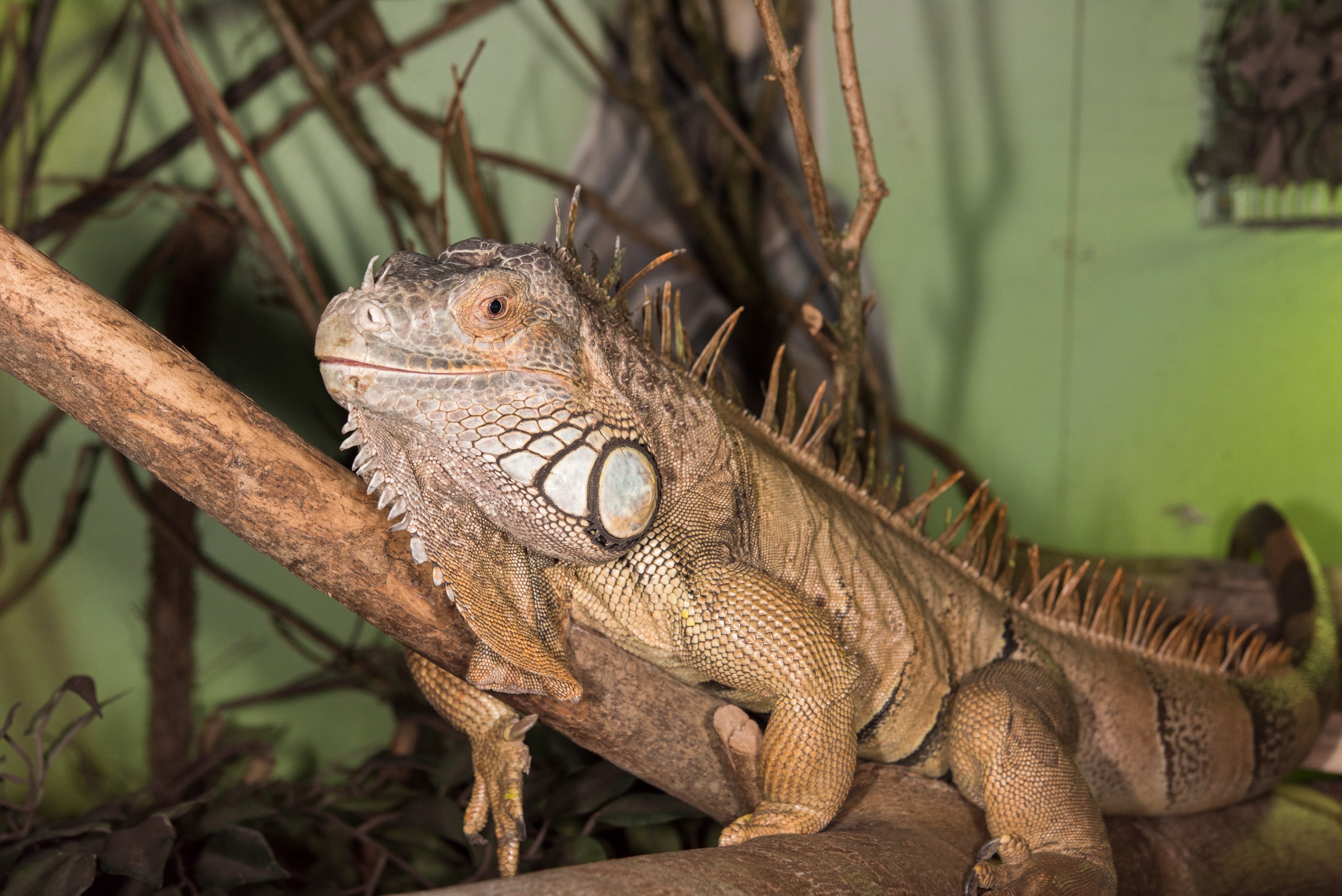 Green Iguana • Fun Facts and Information for Kids