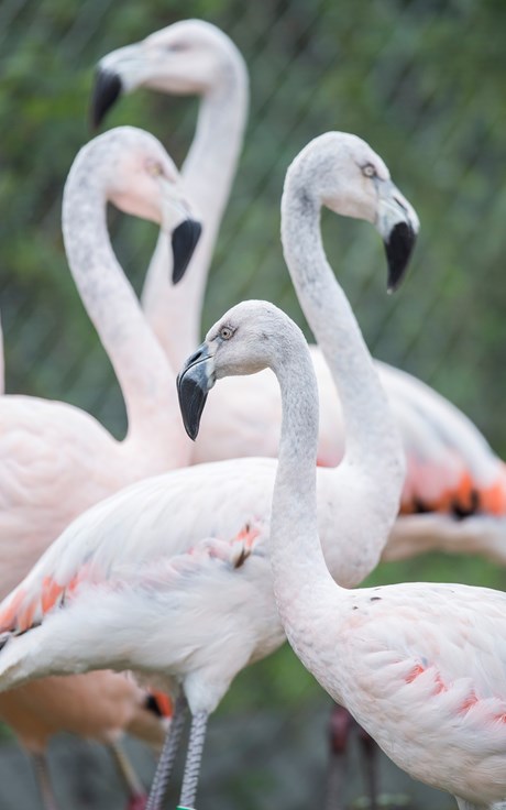 group of flamingo