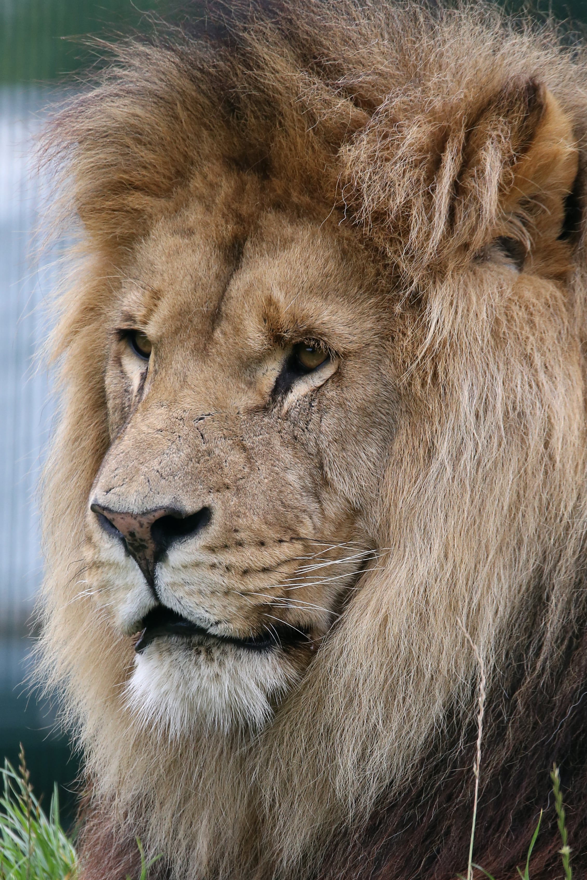 Hugo lion close up