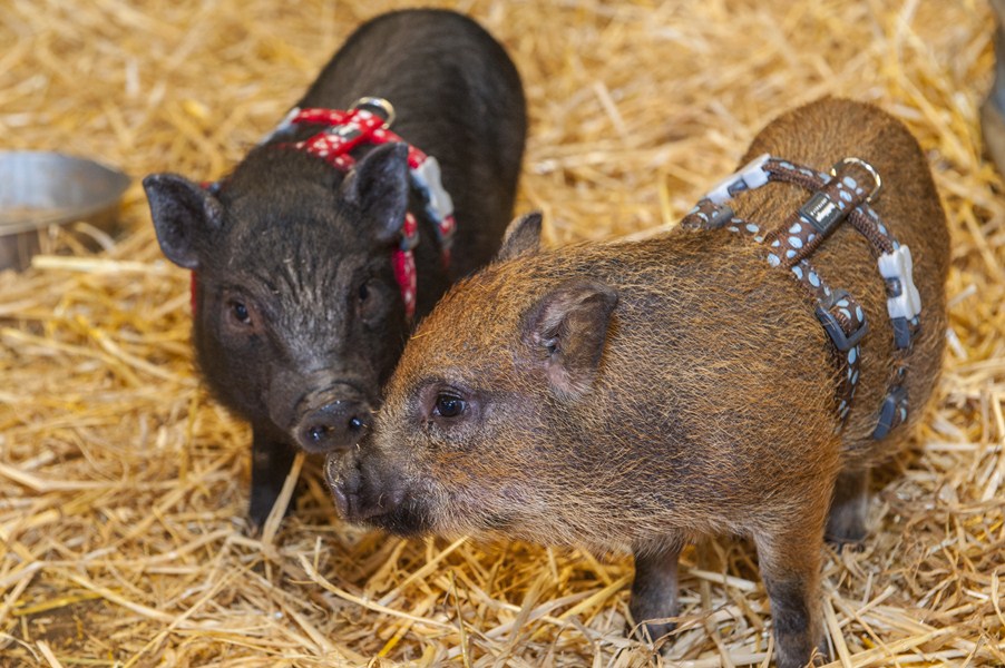 Small pigs at Folly Farm