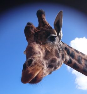 Feeding the giraffes at Folly Farm