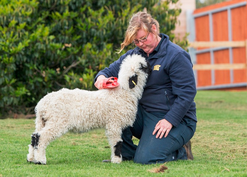 kim grooms dinky sheep