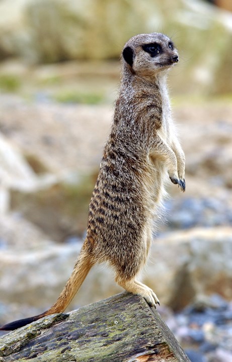kinky the meerkat