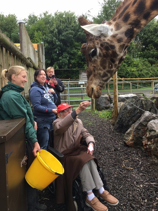 laurence cook feeds the giraffes