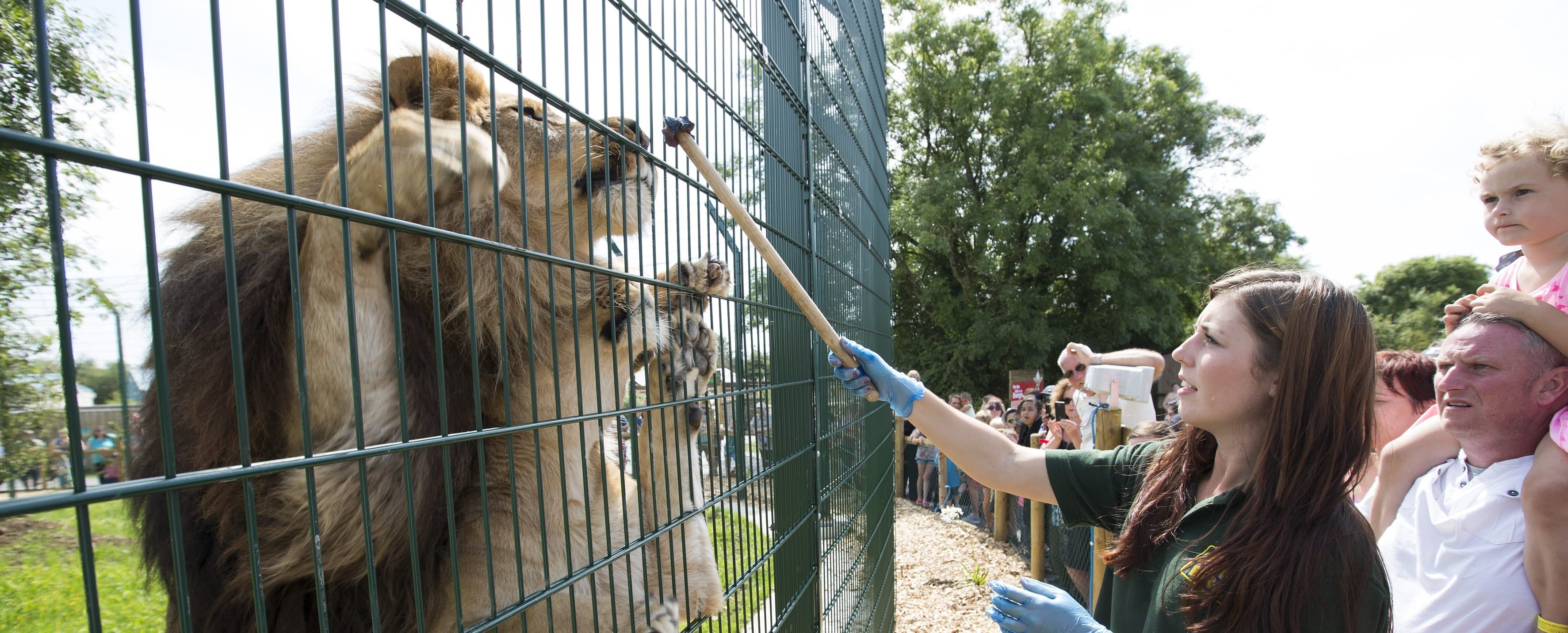 Lion keeper feeding the lions