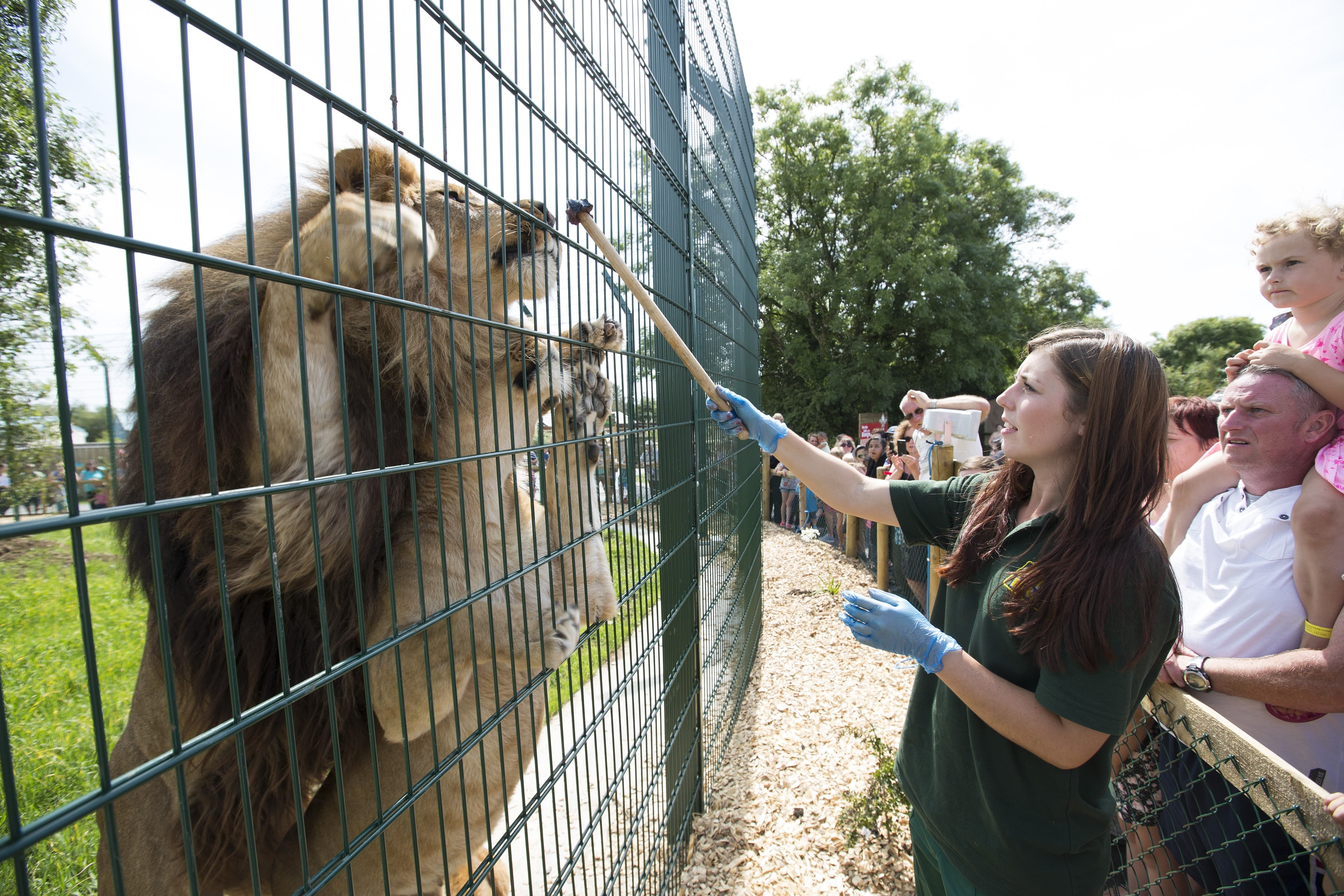 Lion keeper feeding the lions