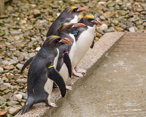 macaroni penguins at Folly Farm