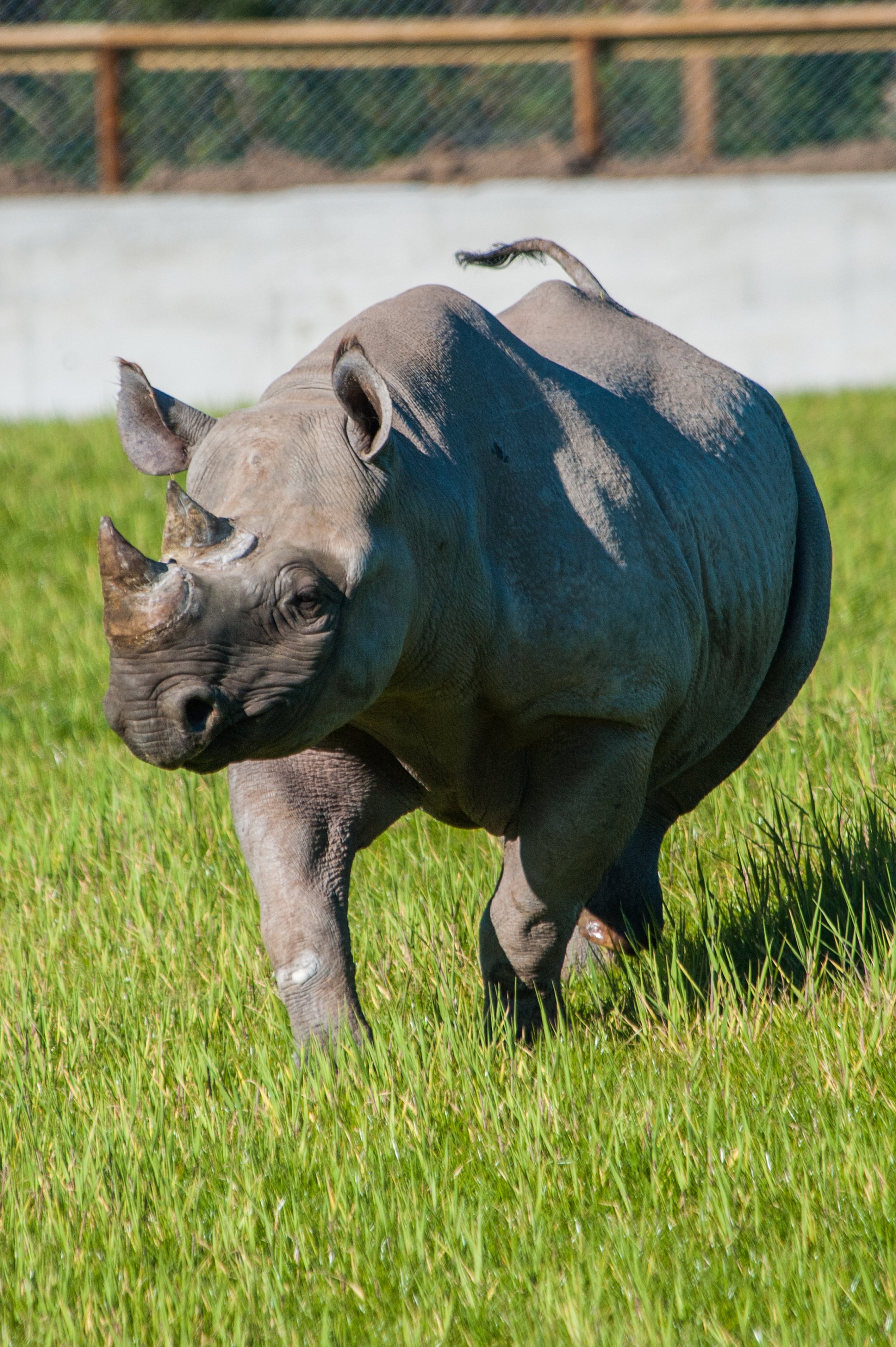 Manyara the rhino