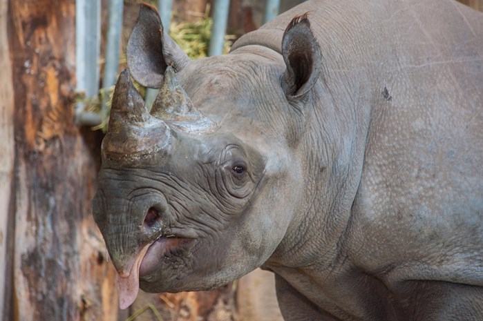 manyara rhino with tongue out