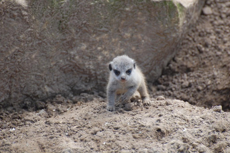 meerkat baby