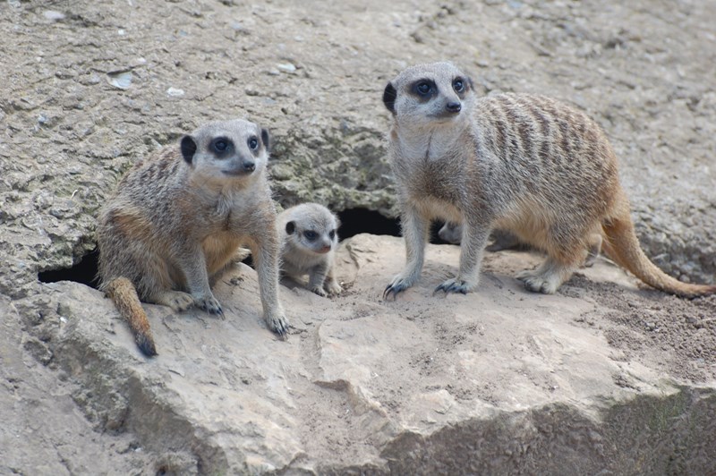 meerkat family