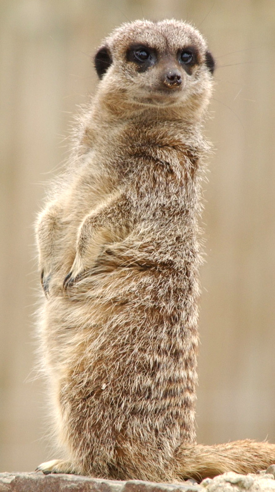 Adopt a Meerkat in the UK • Sponsor a Meerkat Gift Packs