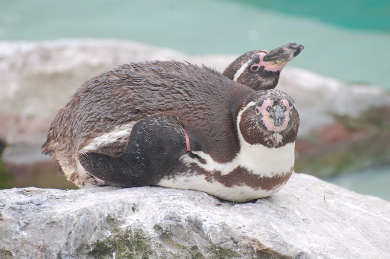 Moulting penguin at Folly Farm