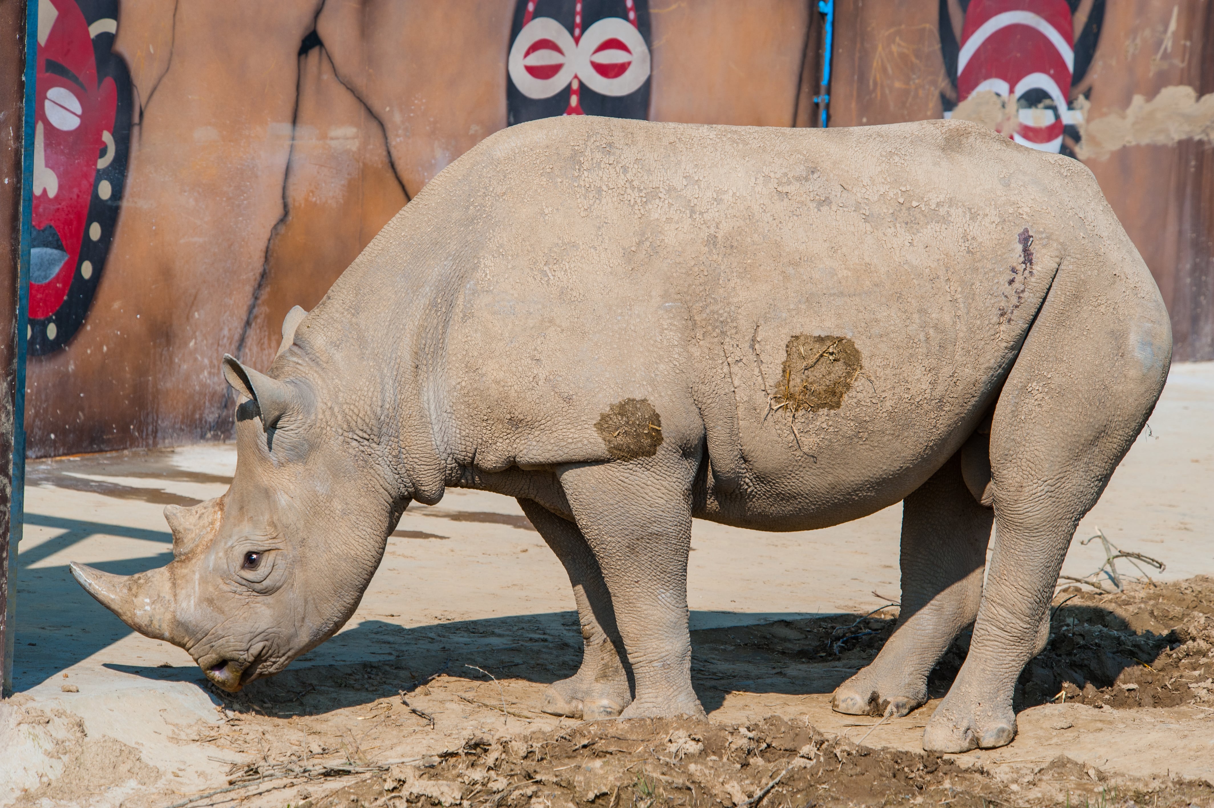 Nkosi the rhino outside