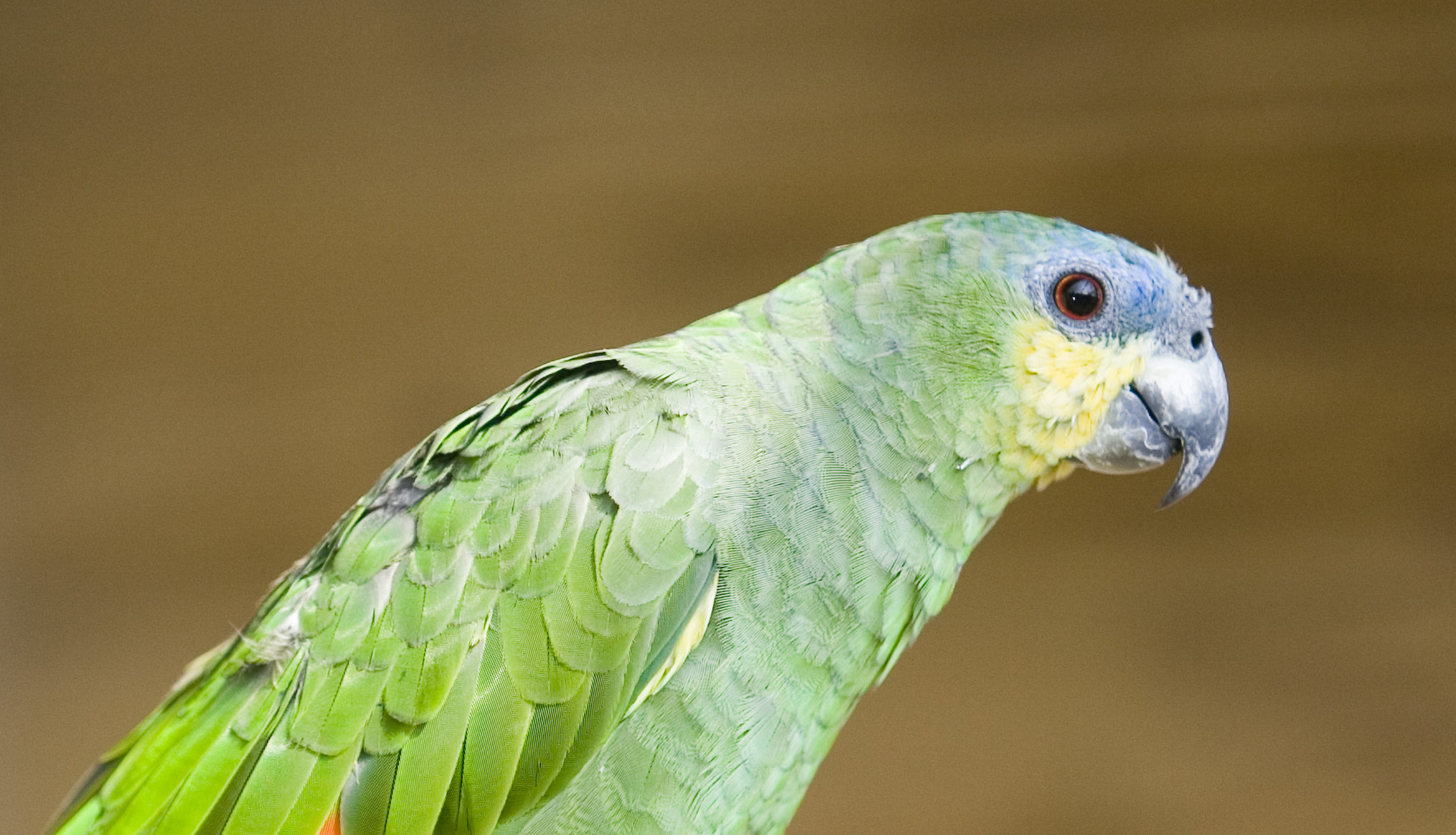 orange winged amazon parrot