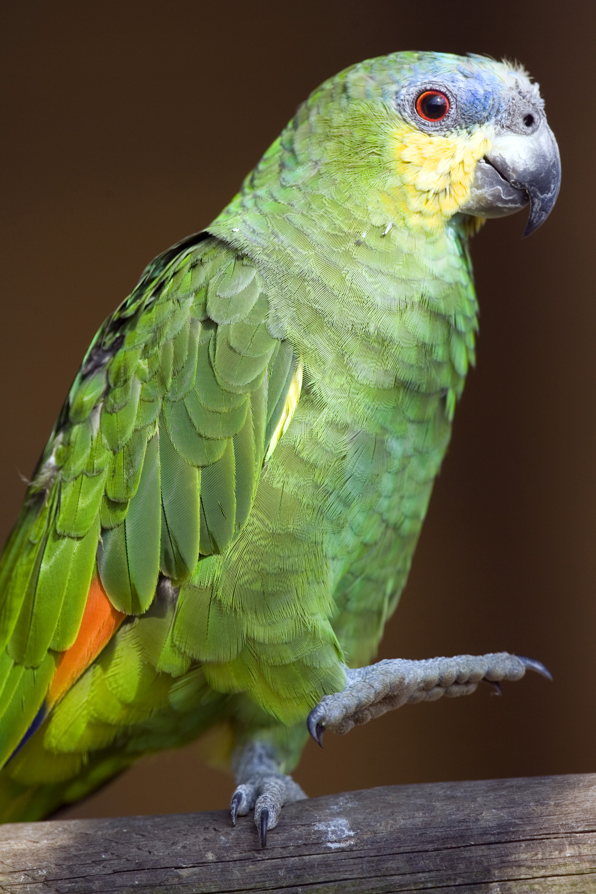 Orange Winged Amazon Parrot Fun Facts and Information For Kids