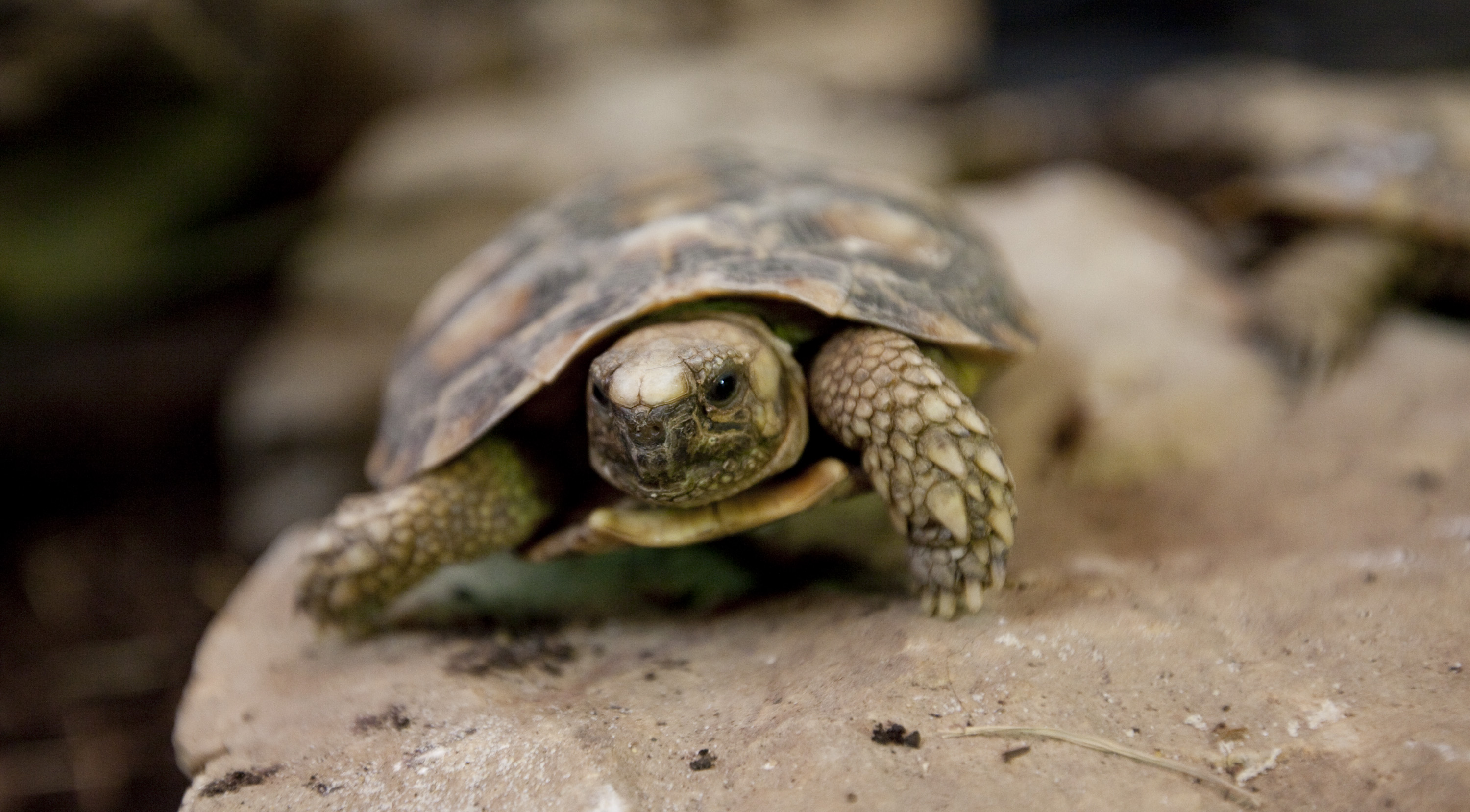 Pancake Tortoise • Fun Facts and Information For Kids