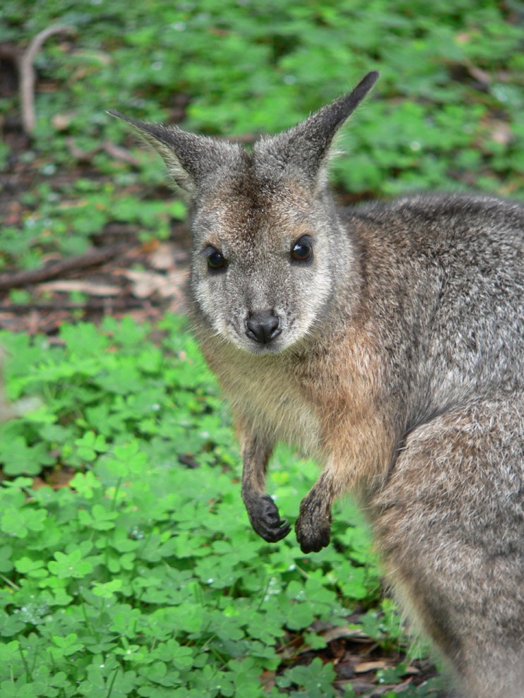 wallaby animal facts