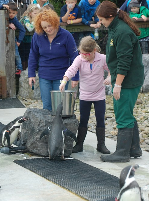 Child feeding penguins at Folly Farm