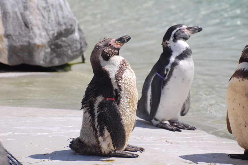 Penguins in moult at Folly Farm