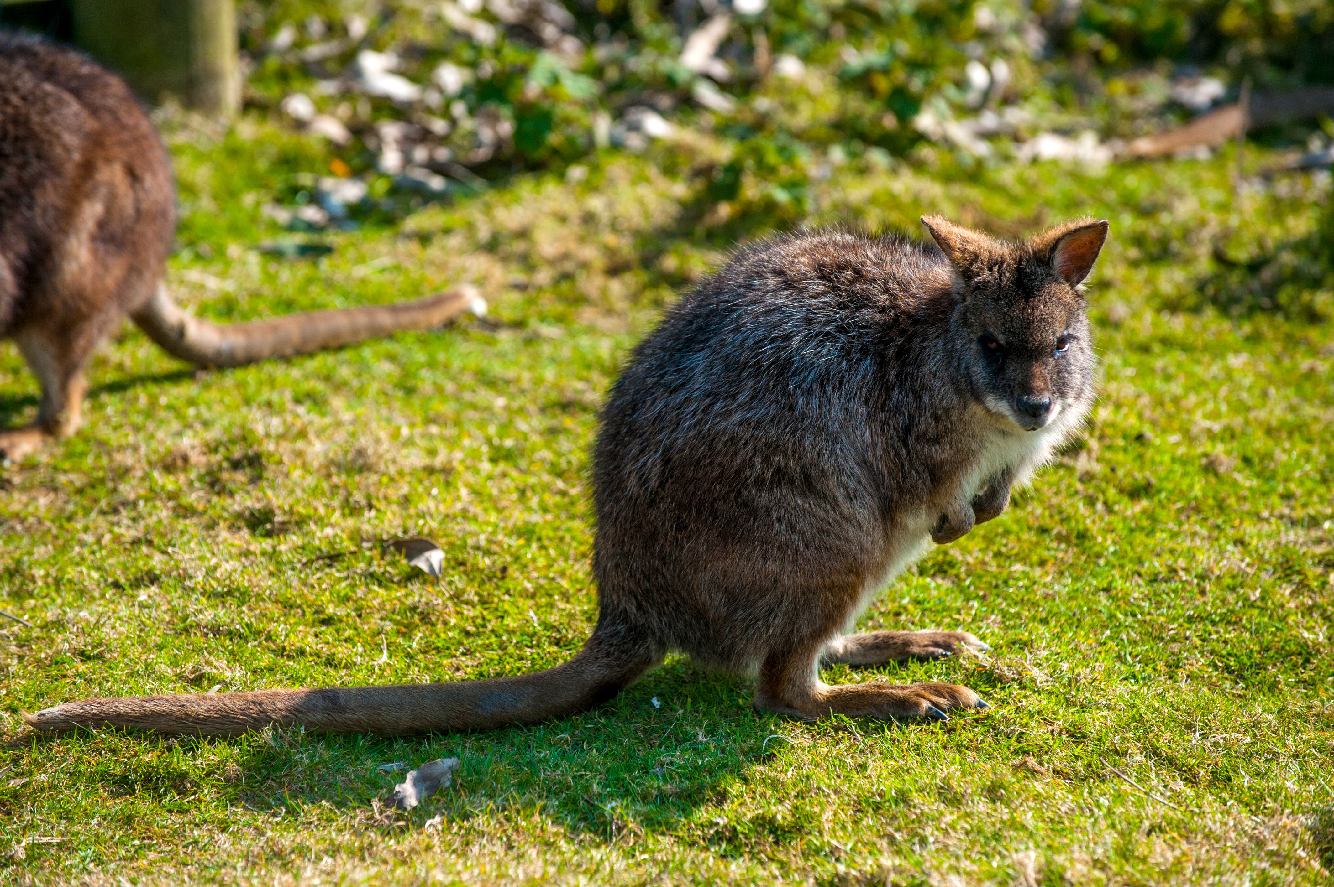 wallaby animal facts