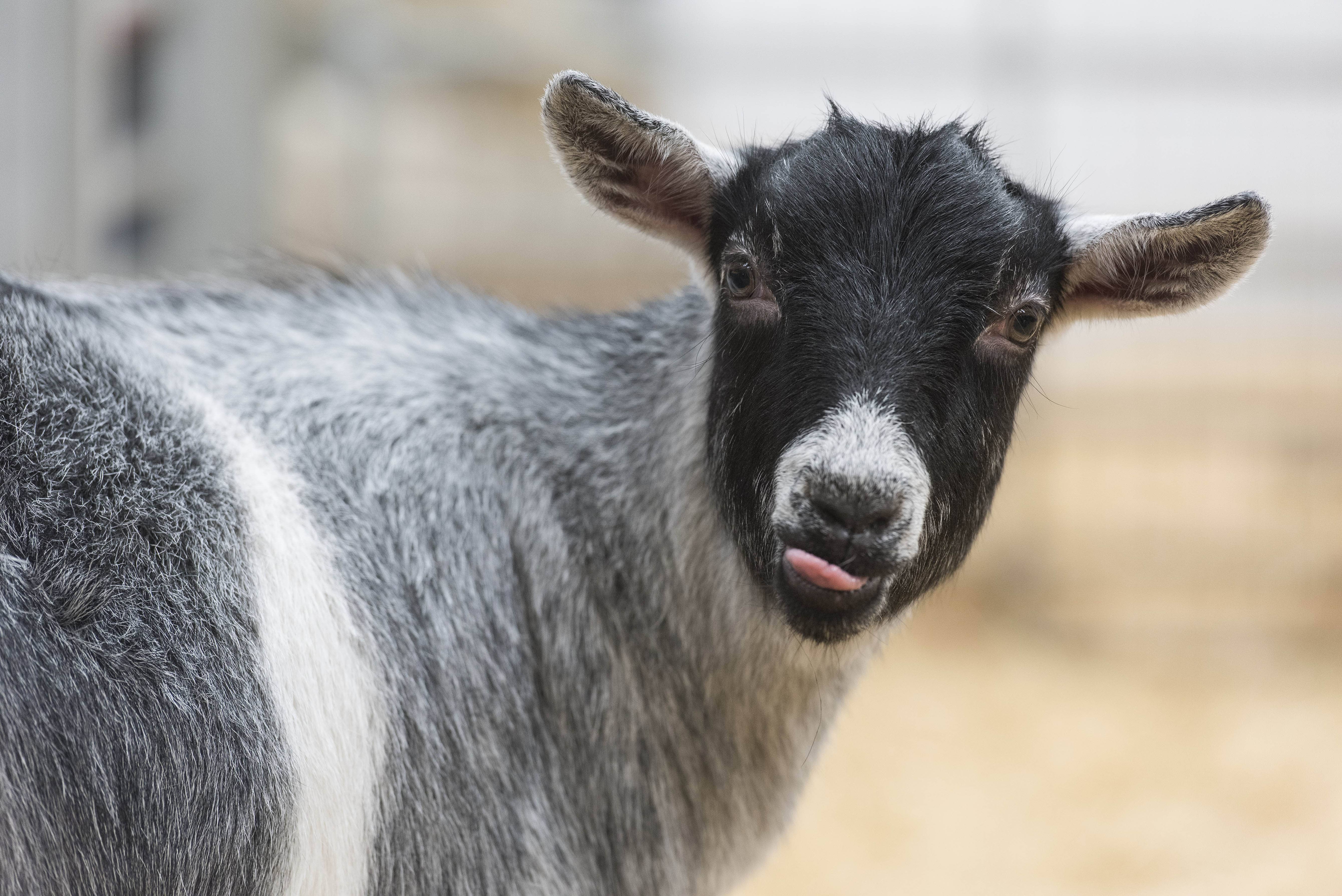 Adopt a Goat UK • Sponsor a Goat Gift Packs