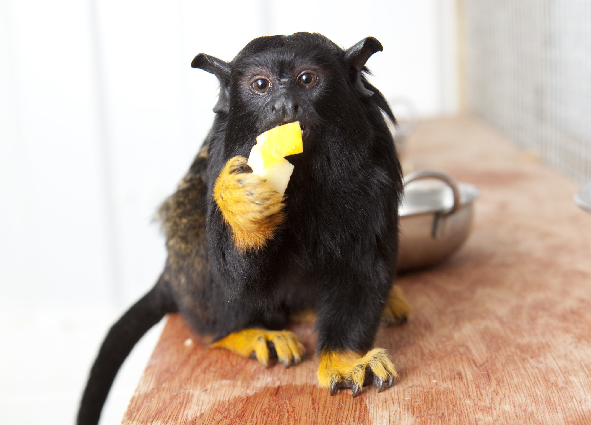 red handed tamarin eating fruit