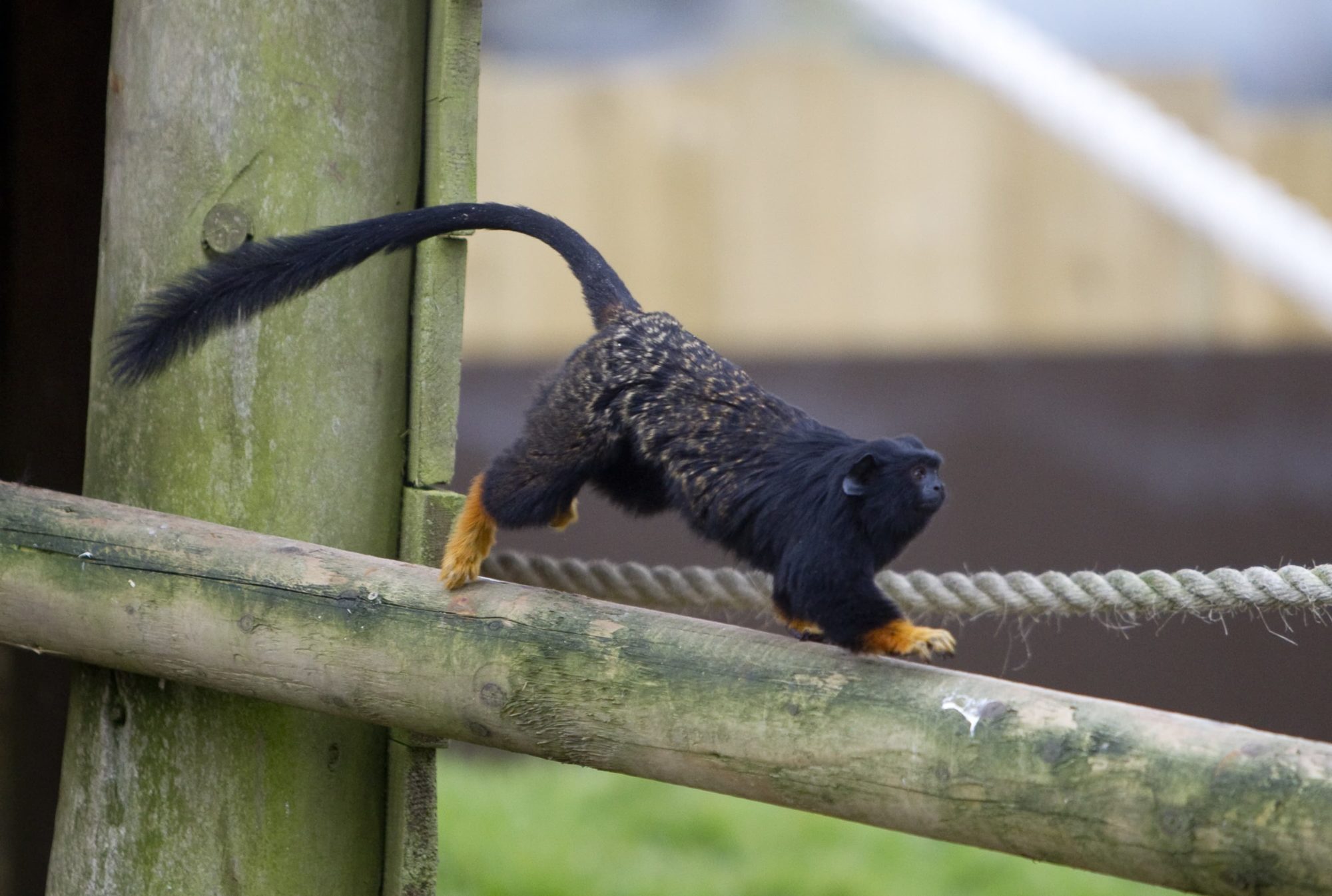 red handed tamarin leaping
