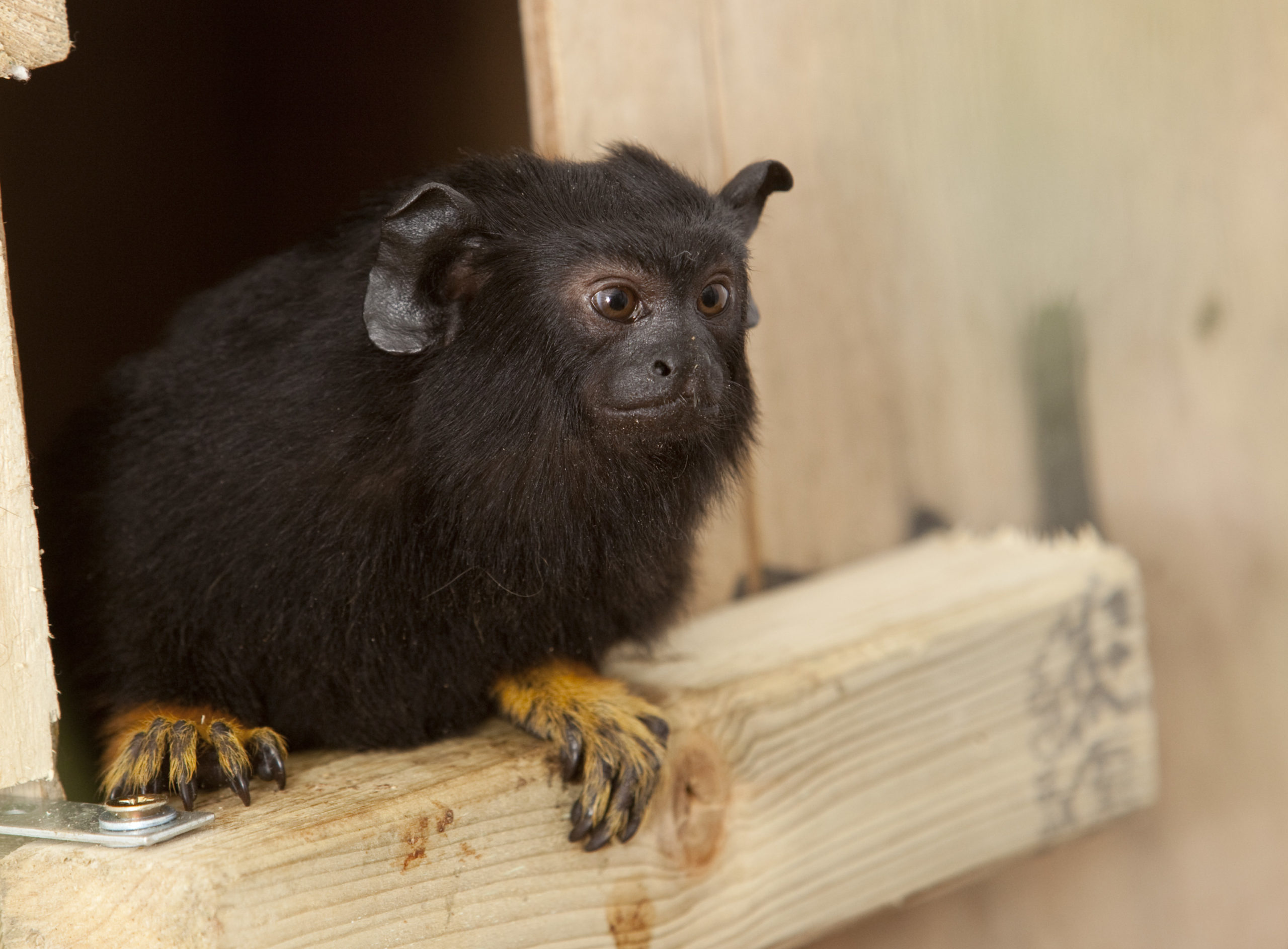 red handed tamarin