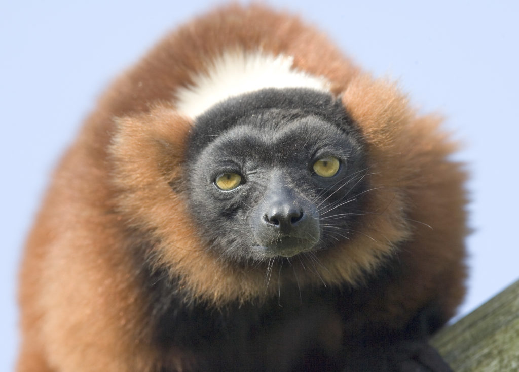 A image of a red ruffed lemur