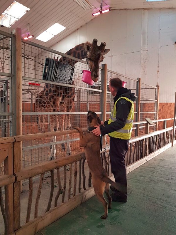 Rhino dog meets a giraffe