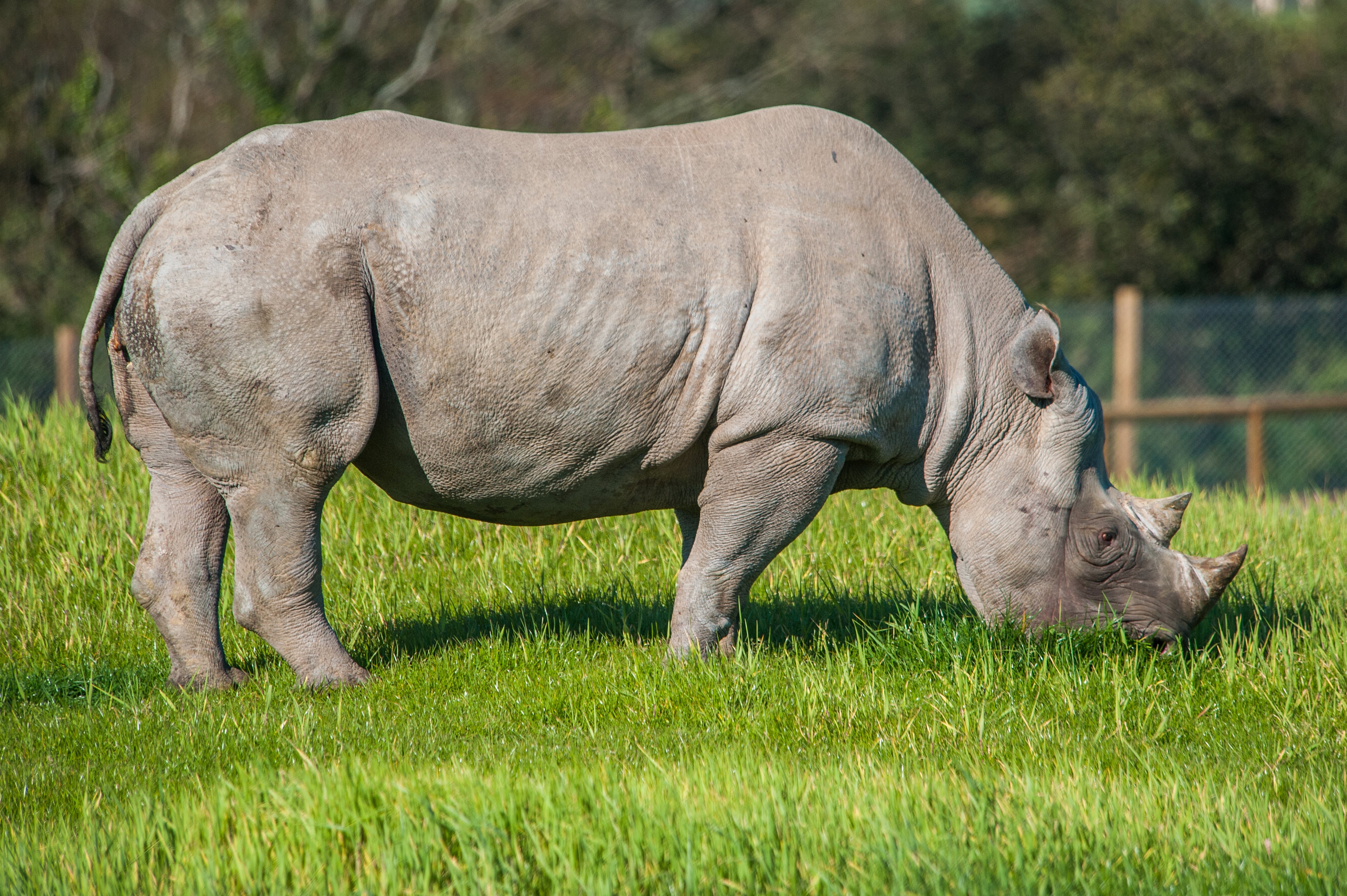 Rhino grazing on grass