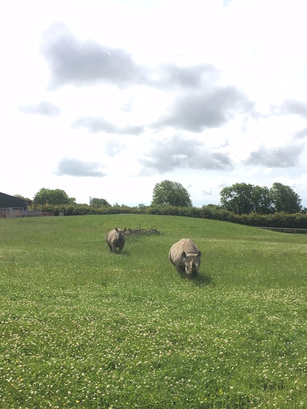 rhinos at folly farm in the grass