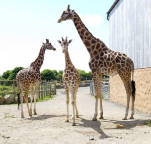 Three giraffes