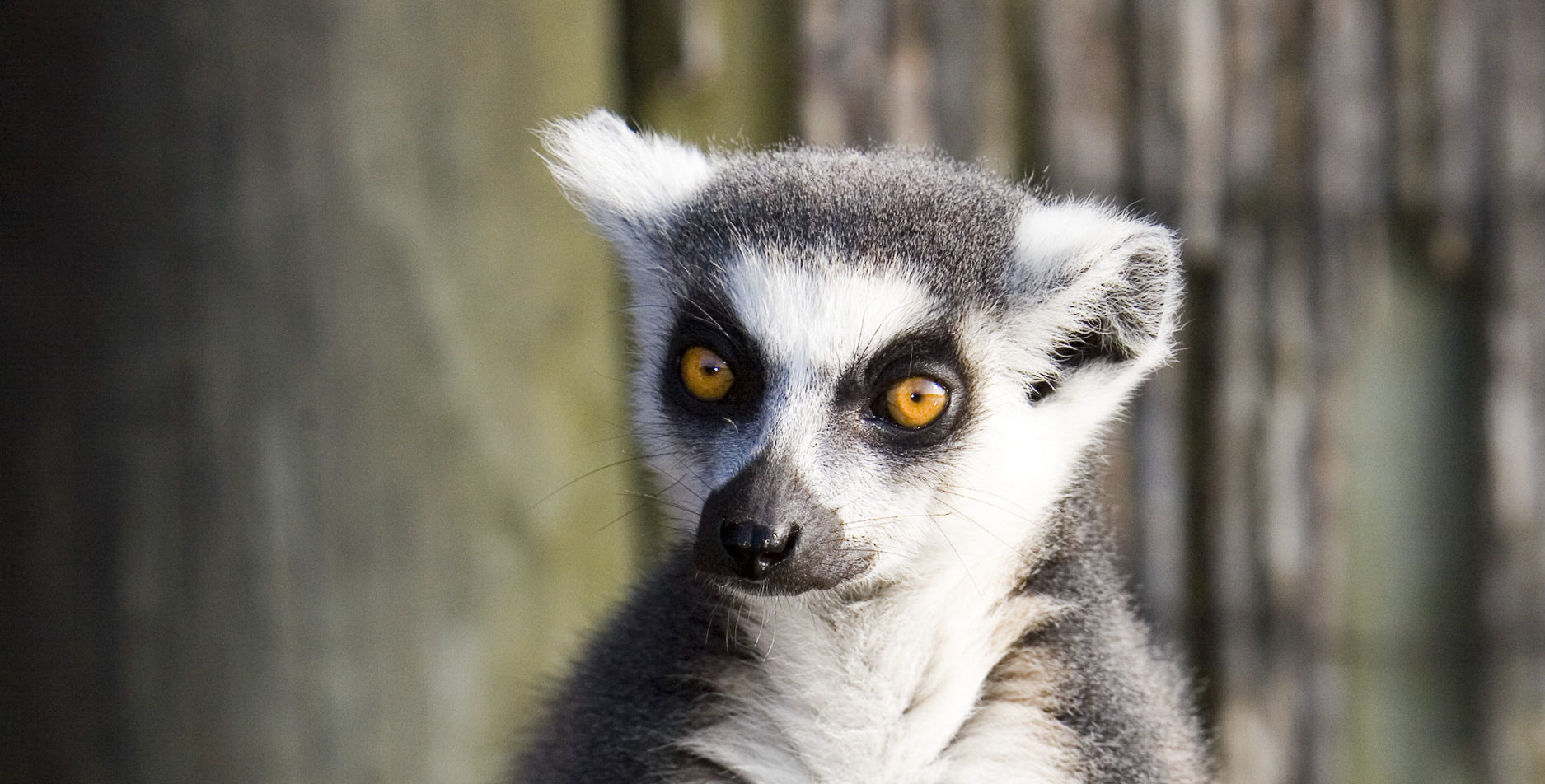 Ring tailed lemur