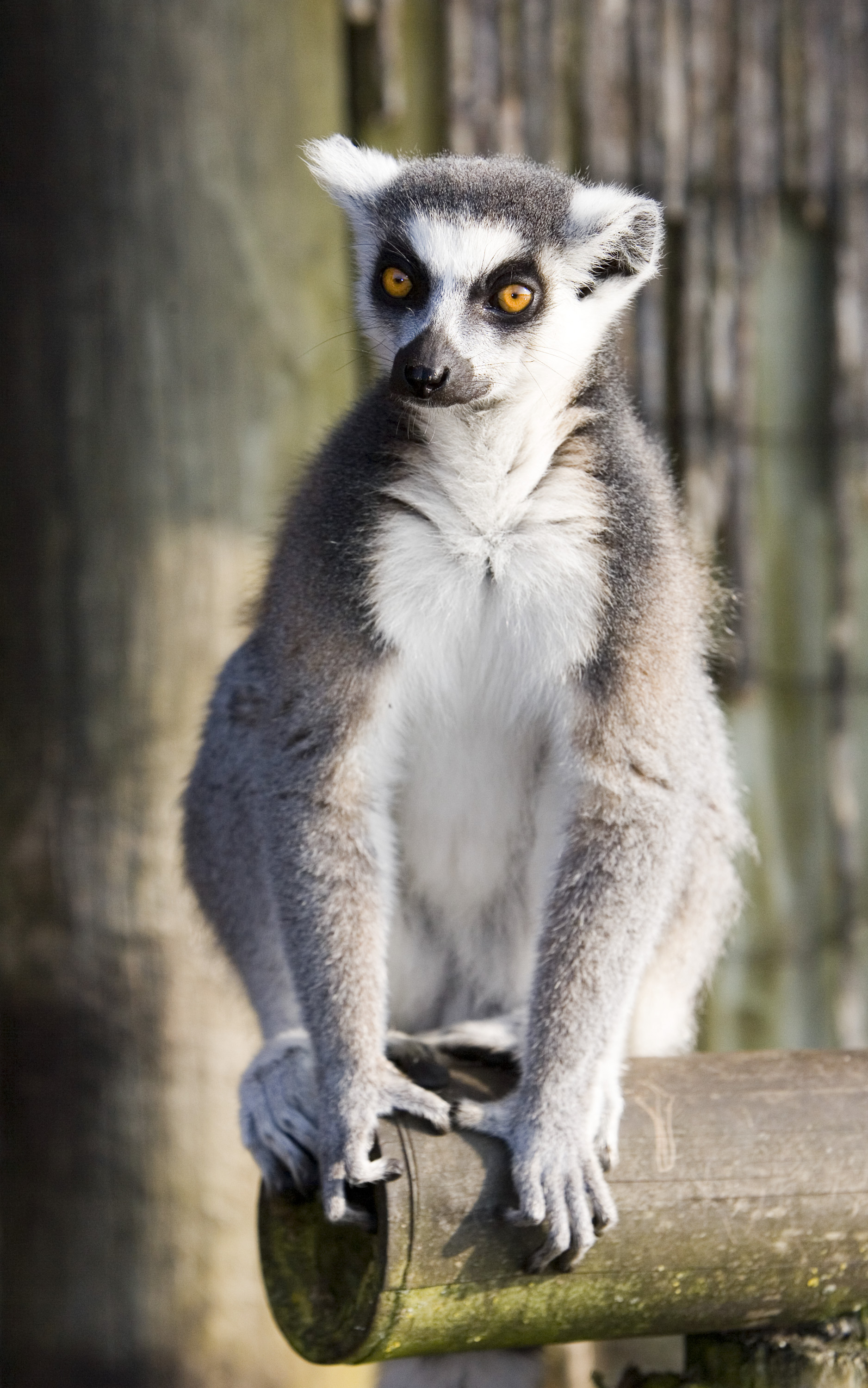 Ring-tailed lemurs get new enclosure at Mysuru zoo - The Hindu