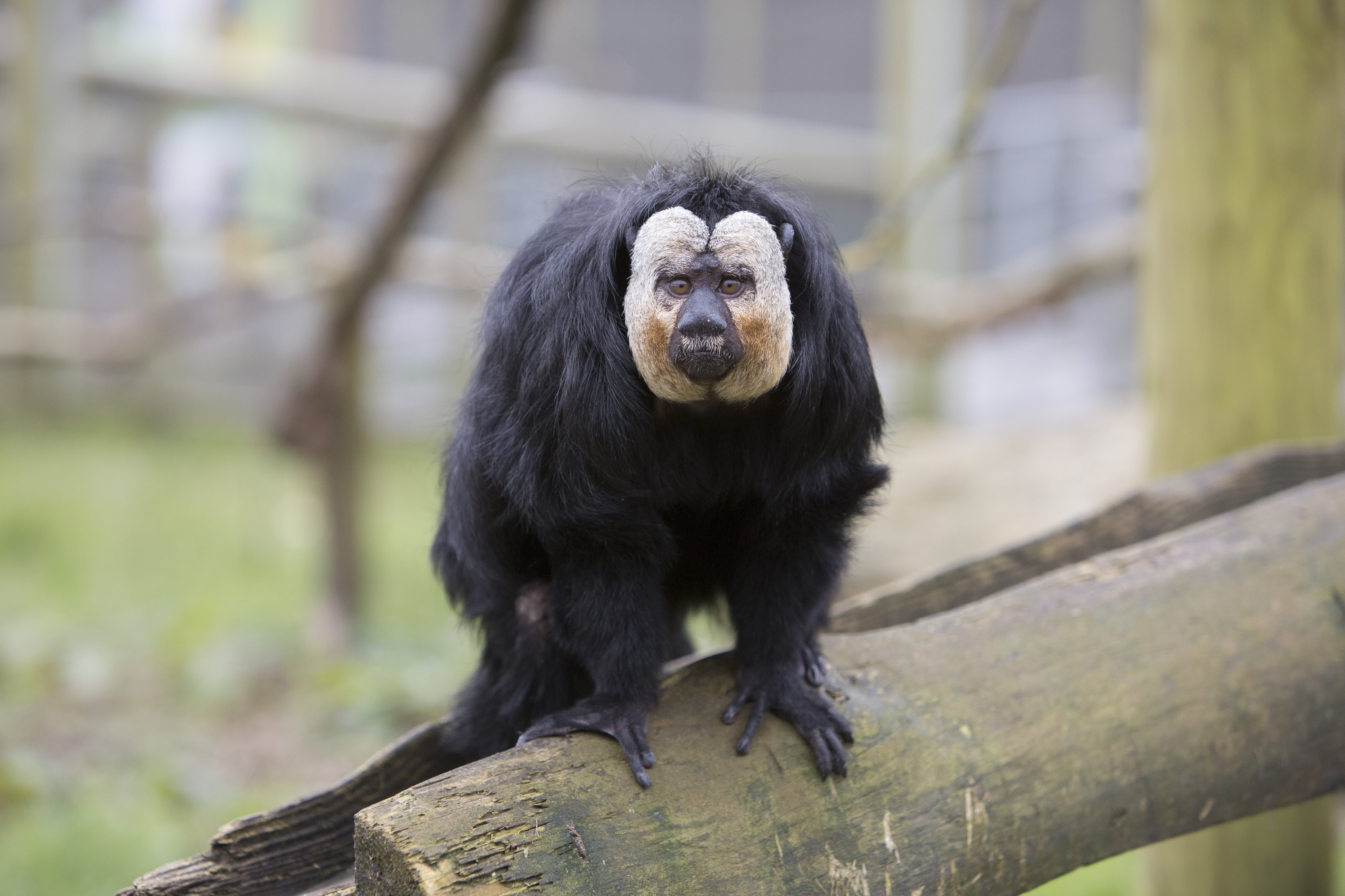 White-faced Saki