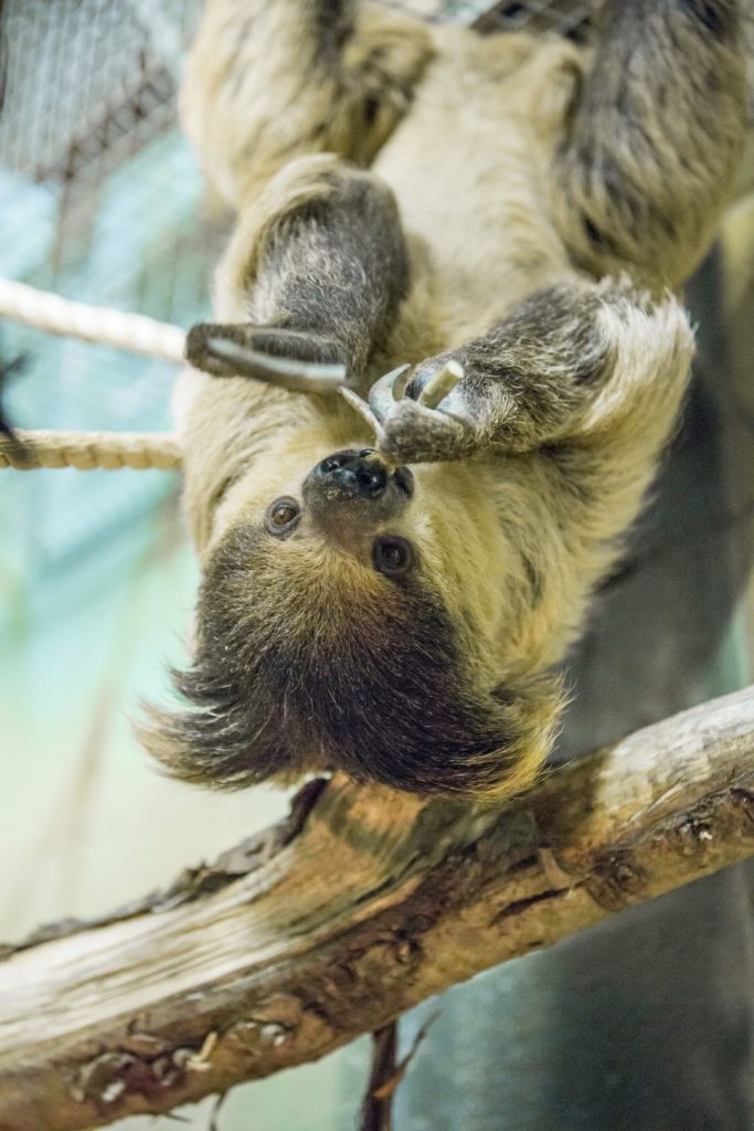 Sloth hanging around