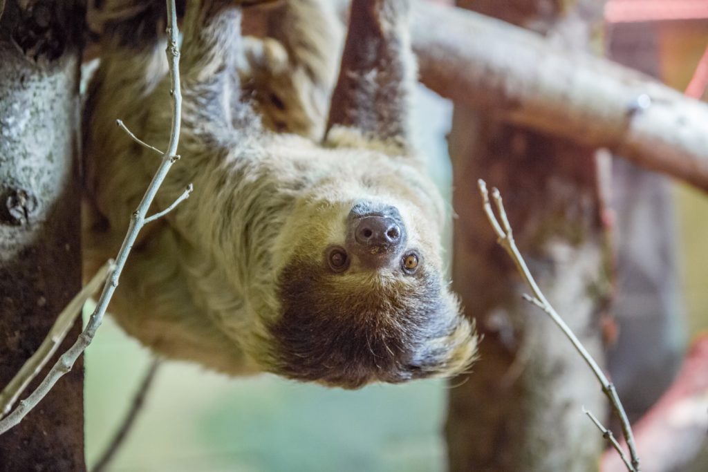 Lone sloth