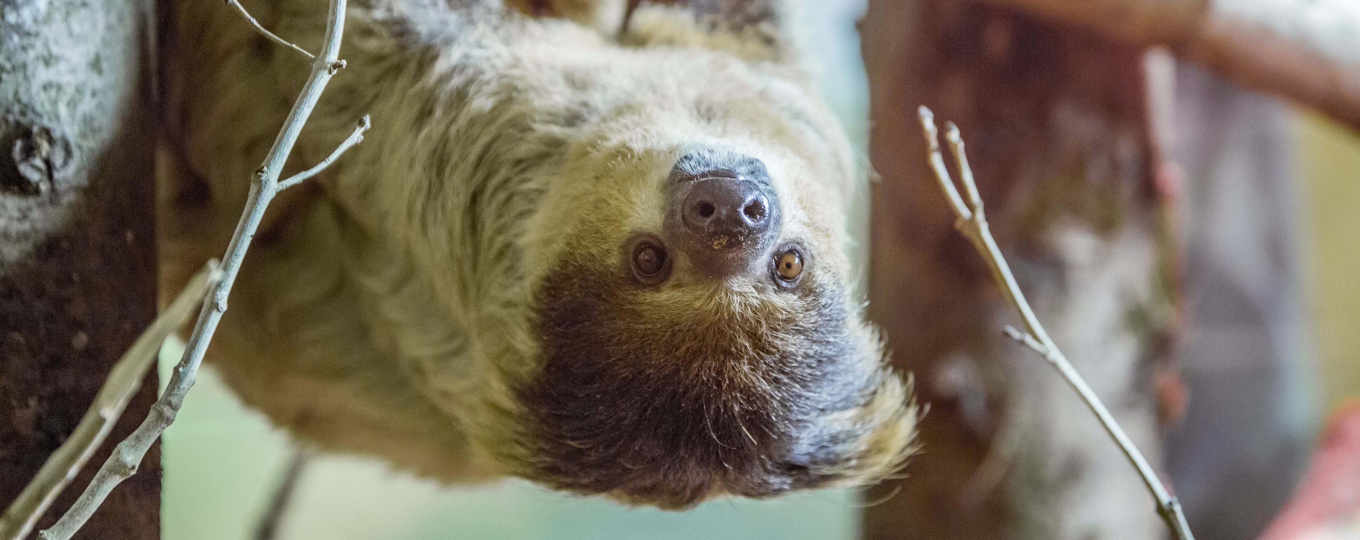 Lone sloth