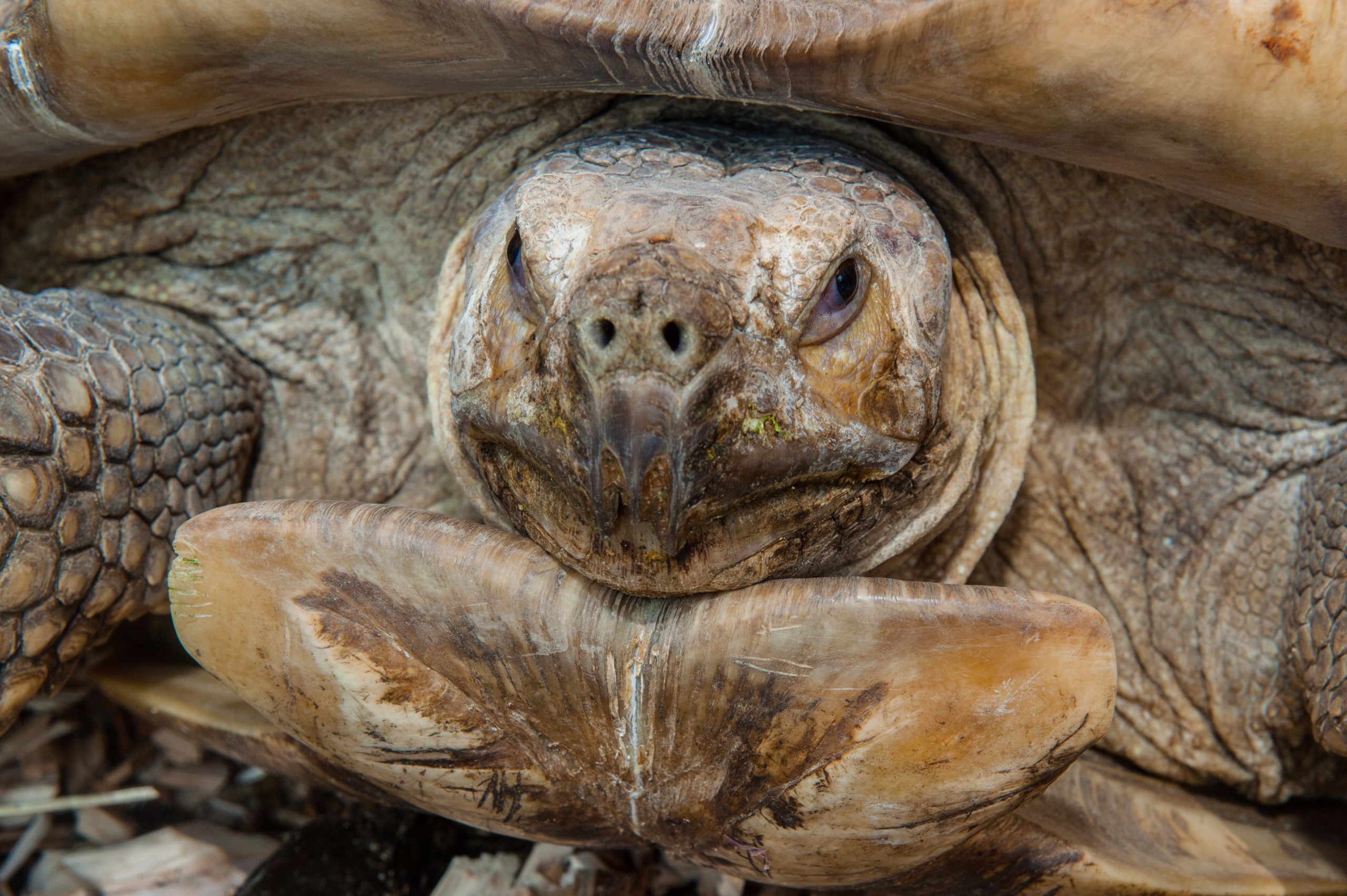 Spurred tortoise close up