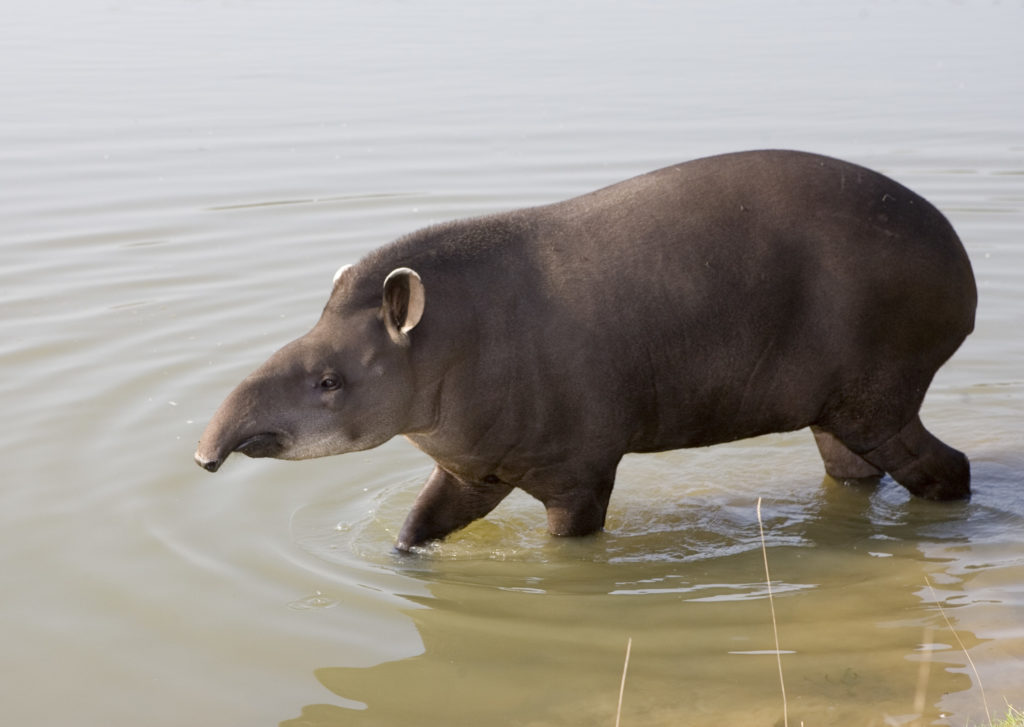 Tapir swimming in pond at Folly Farm