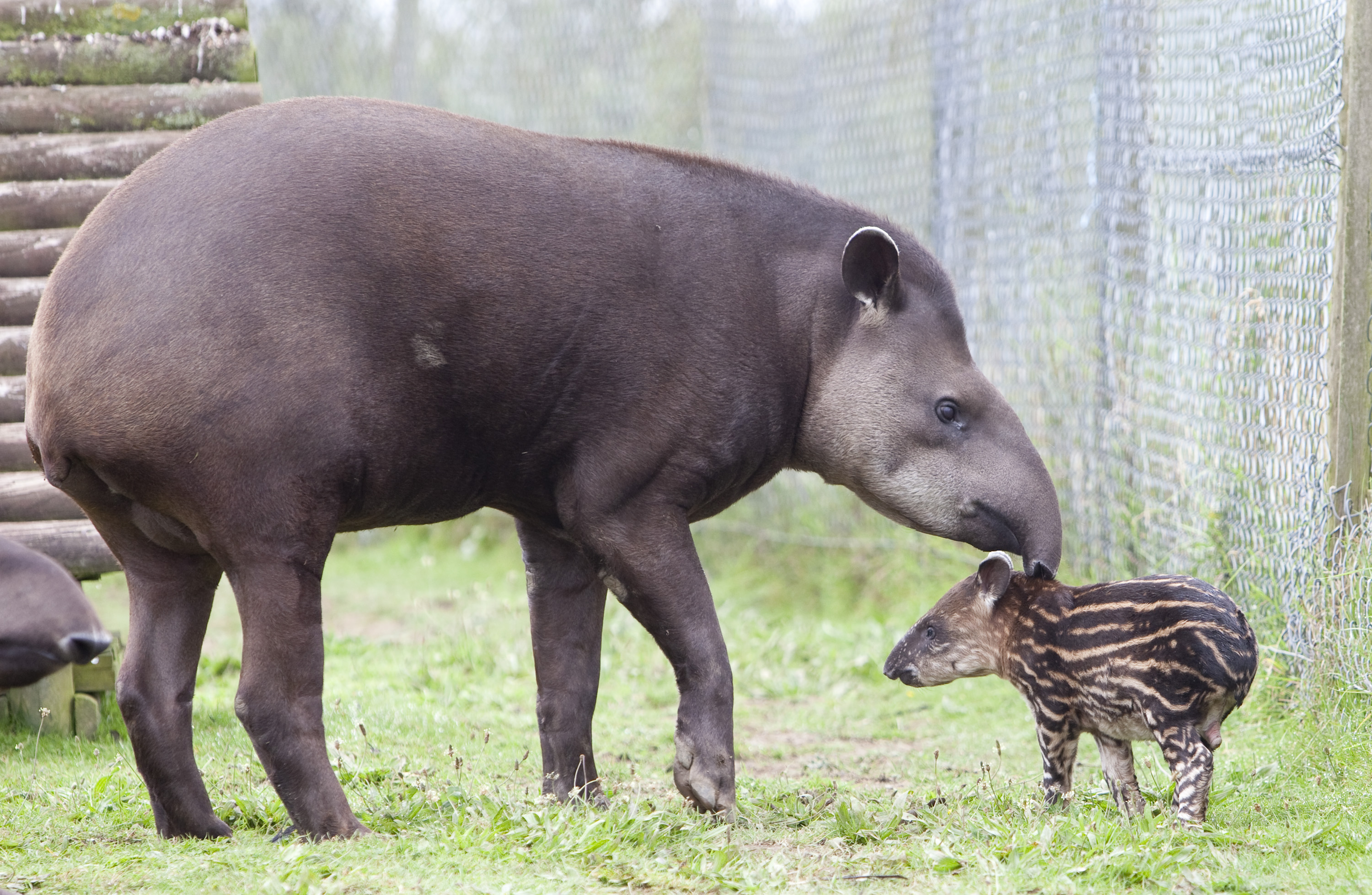 Baby tapir