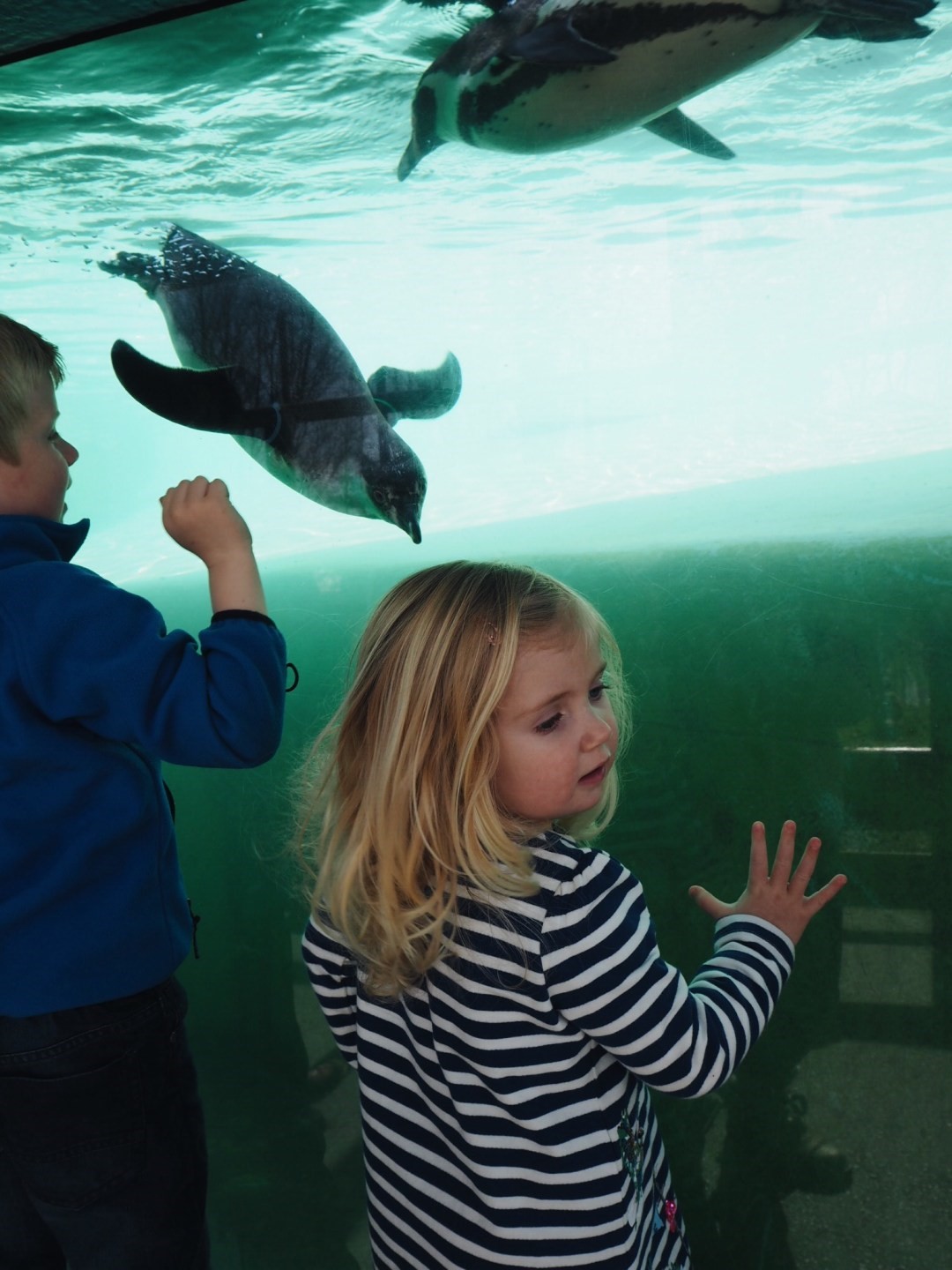 Children watching penguins swim underwater