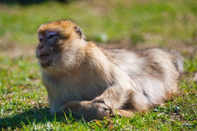 vivien the barbary macaque