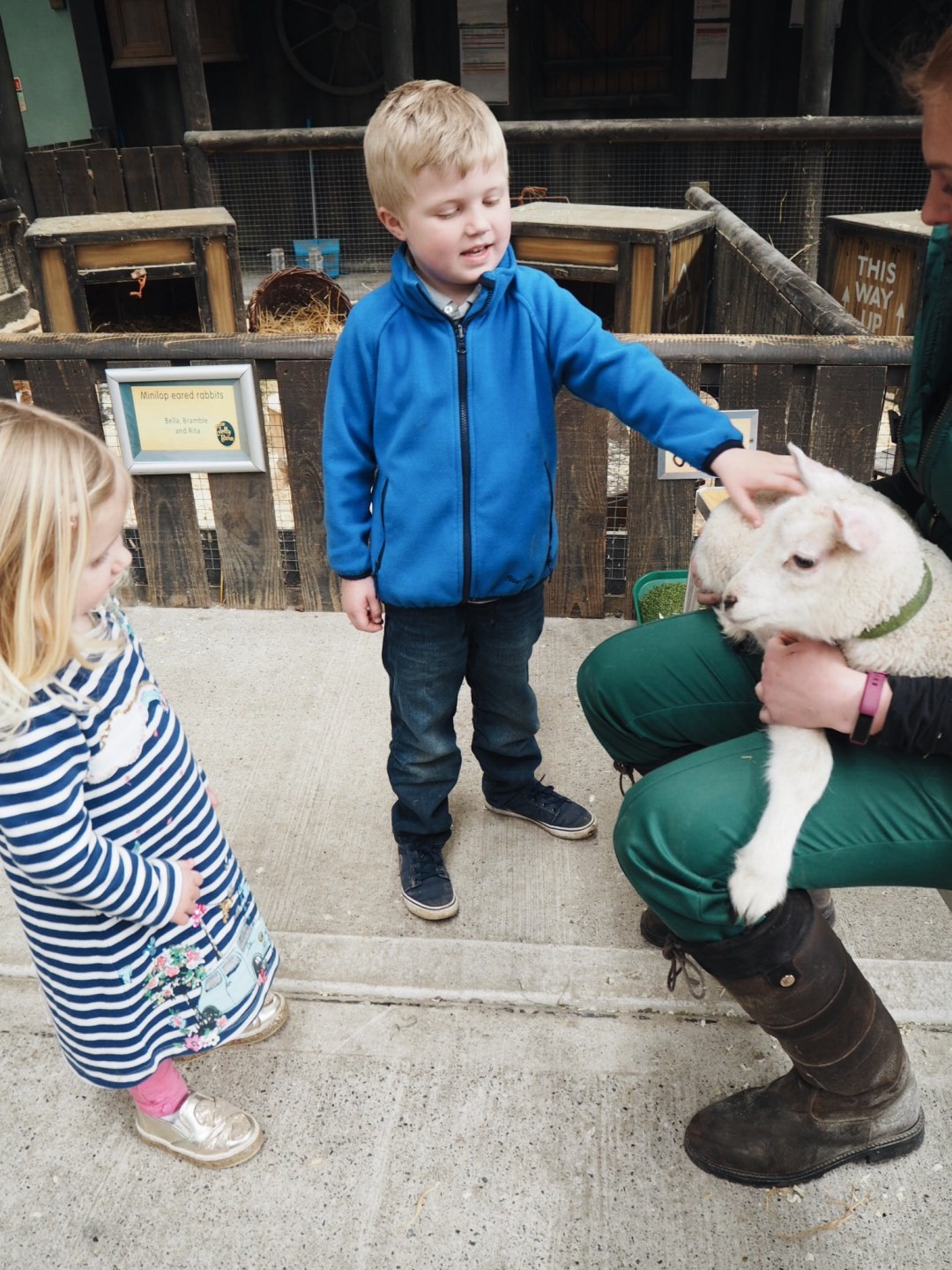 Boy meeting newborn lamb in the Jolly Barn