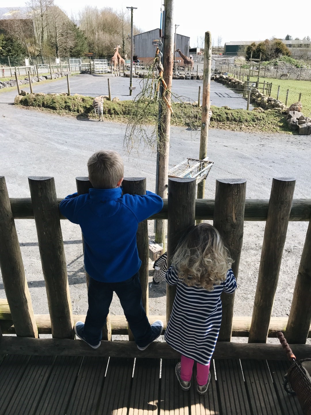 Children watching giraffes