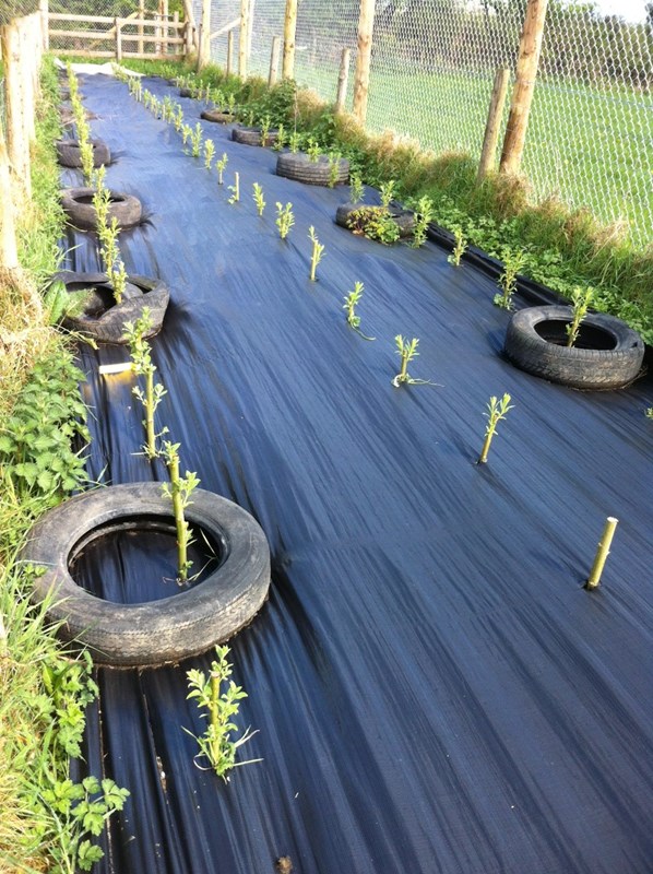 Willow tree planting at Folly Farm