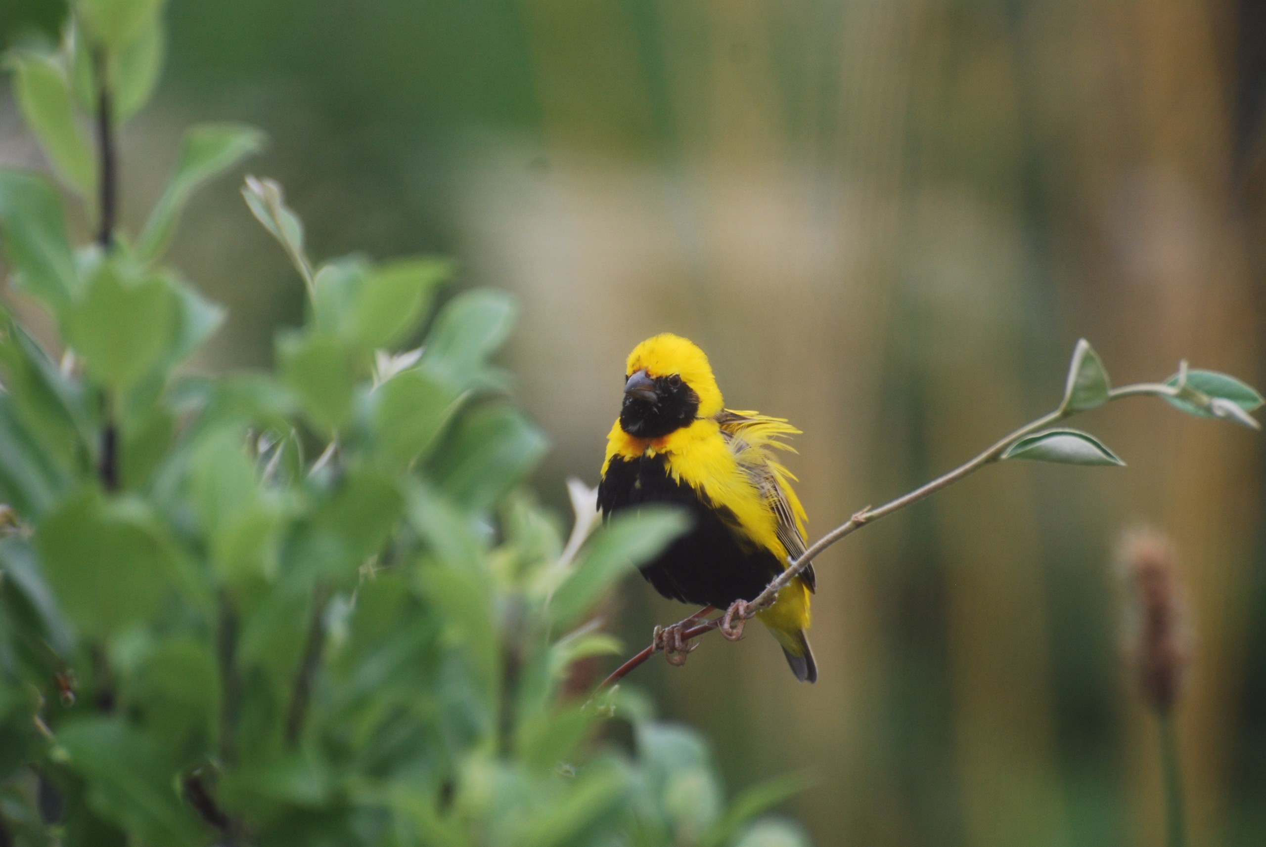 Bishop weaver bird