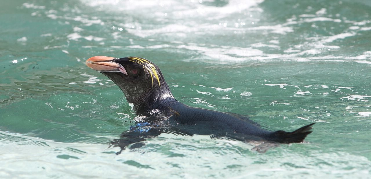 Macaroni penguin at Folly Farm